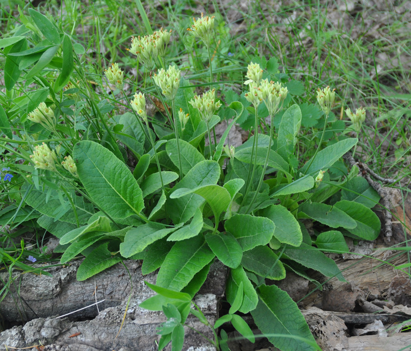 Изображение особи Primula veris.