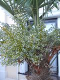 Trachycarpus fortunei. Соплодие с завязавшимися плодами. Крым, г. Ялта, в культуре. 25 июня 2012 г.