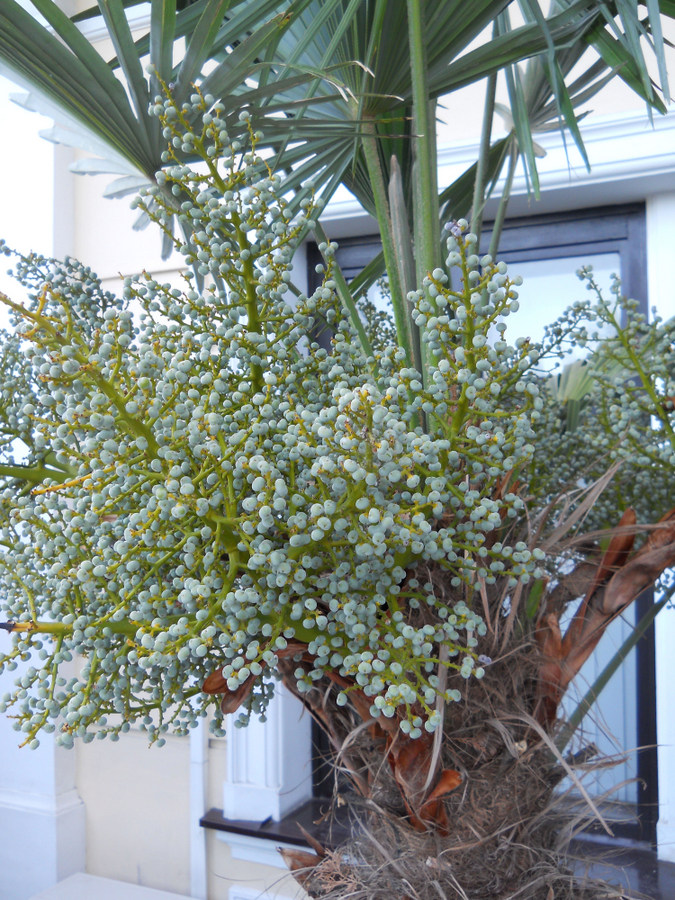 Image of Trachycarpus fortunei specimen.