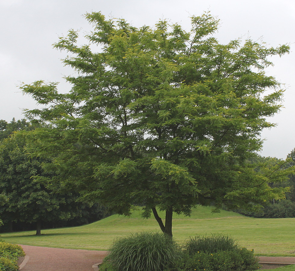 Изображение особи Gleditsia triacanthos.