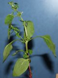 Lipandra polysperma. Верхушка растения с листьями и развивающимися соцветиями. Германия, г. Кемпен, у дороги. 28.06.2012.