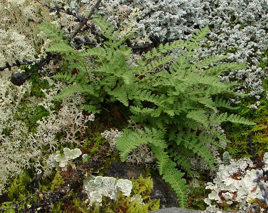 Image of Woodsia ilvensis specimen.