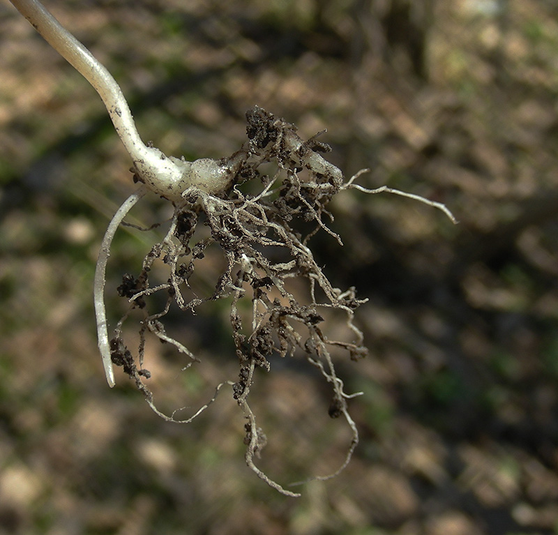 Image of Adoxa moschatellina specimen.