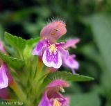 Galeopsis pubescens