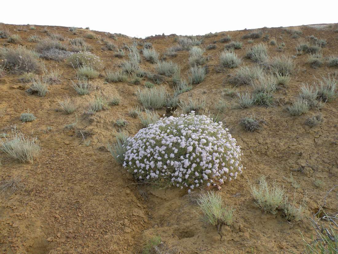 Изображение особи Acanthophyllum borsczowii.