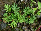Viola milanae