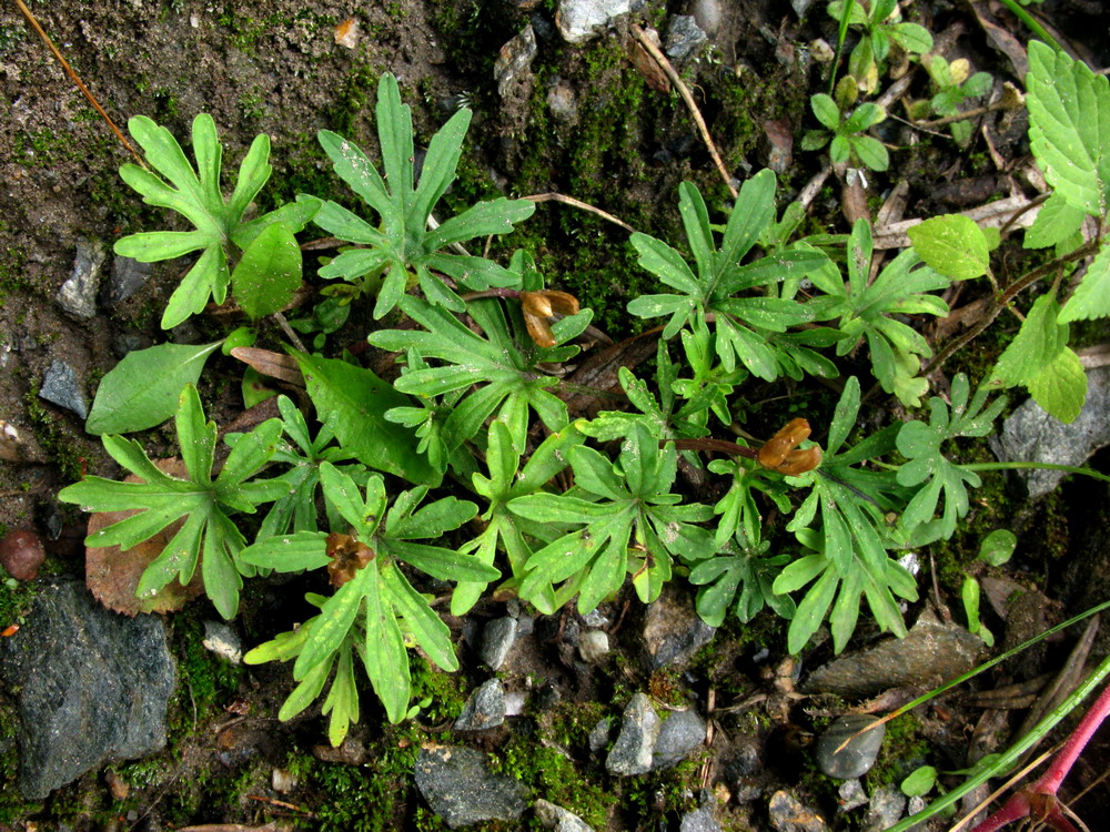 Image of Viola milanae specimen.