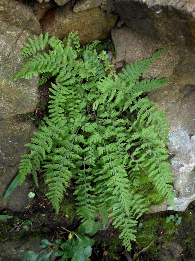 Image of Dennstaedtia hirsuta specimen.