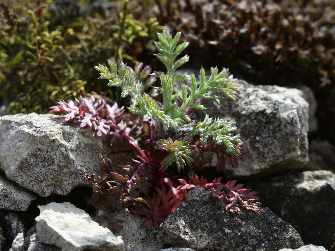 Image of Anthemis tinctoria specimen.