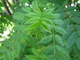 Sorbus commixta. Молодой лист. Сахалин, окр. г. Южно-Сахалинска. Июнь 2012 г.