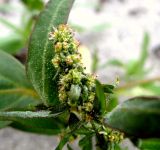 Atriplex nudicaulis