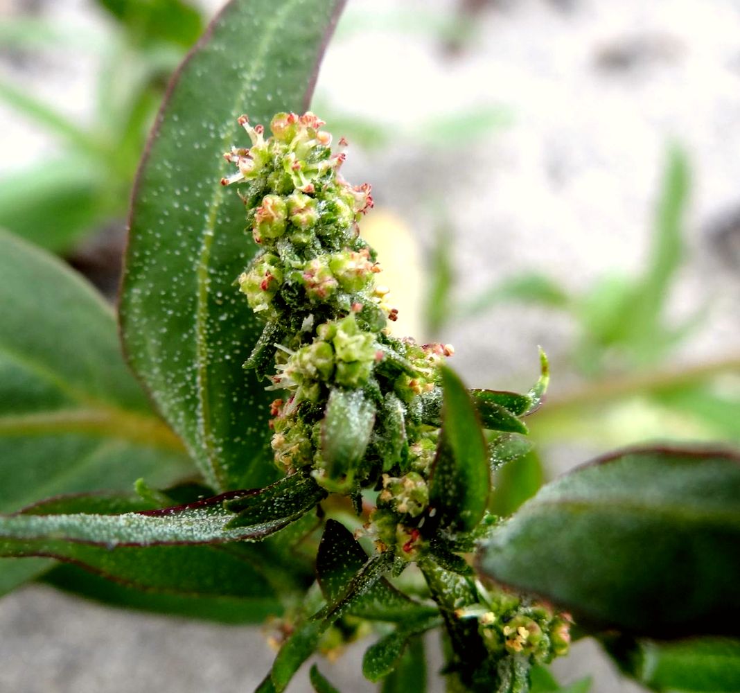 Image of Atriplex nudicaulis specimen.