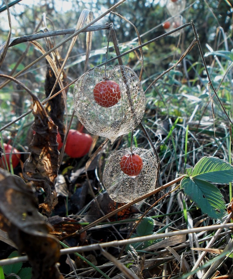 Image of Alkekengi officinarum specimen.