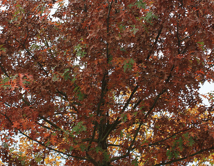 Image of Quercus palustris specimen.