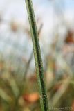 Bolboschoenus glaucus. Часть листа. Ростовская обл., Неклиновский р-н, Лакедемоновское с/п, Беглицкая коса. 16.08.2012.