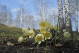Pulsatilla orientali-sibirica. Цветущие растения. Новосибирская обл., Искитимский р-н, окр. пгт Линёво. Май 2012 г.