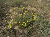 Diplotaxis tenuifolia