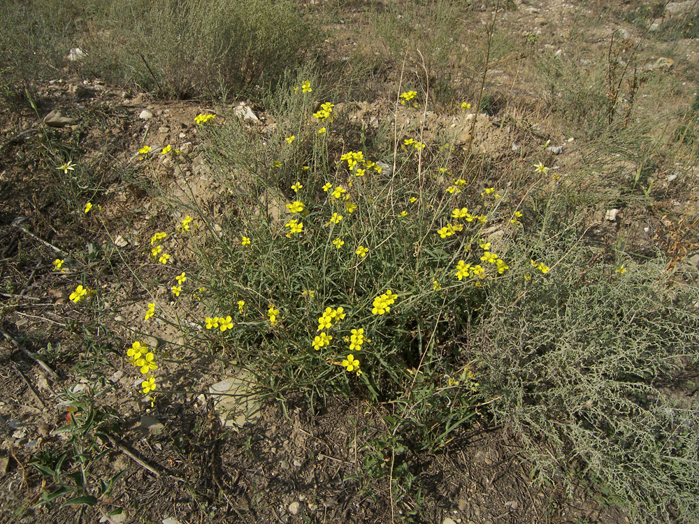 Изображение особи Diplotaxis tenuifolia.