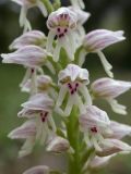 Orchis galilaea. Цветки. Israel, Mount Carmel. 01.03.2006.