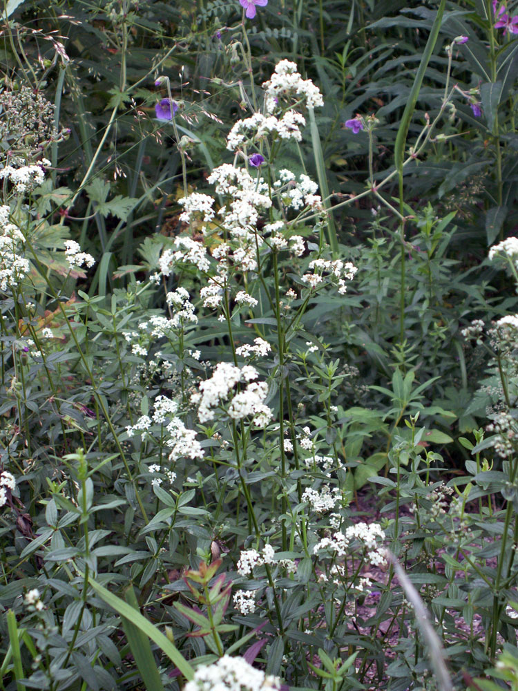 Image of Galium turkestanicum specimen.