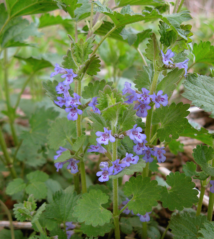 Изображение особи Glechoma hederacea.