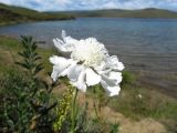 Scabiosa comosa. Соцветие (белоцветковая форма). Иркутская обл., о. Ольхон, окр. фермы Ташкай, берег залива Загли, крутой склон. 25.07.2012.