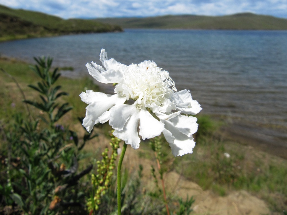 Изображение особи Scabiosa comosa.