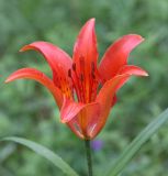 Lilium pensylvanicum. Цветок. Республика Бурятия, Баунтовский эвенкийский р-н, окр. пос. Северный. 02.07.2008.