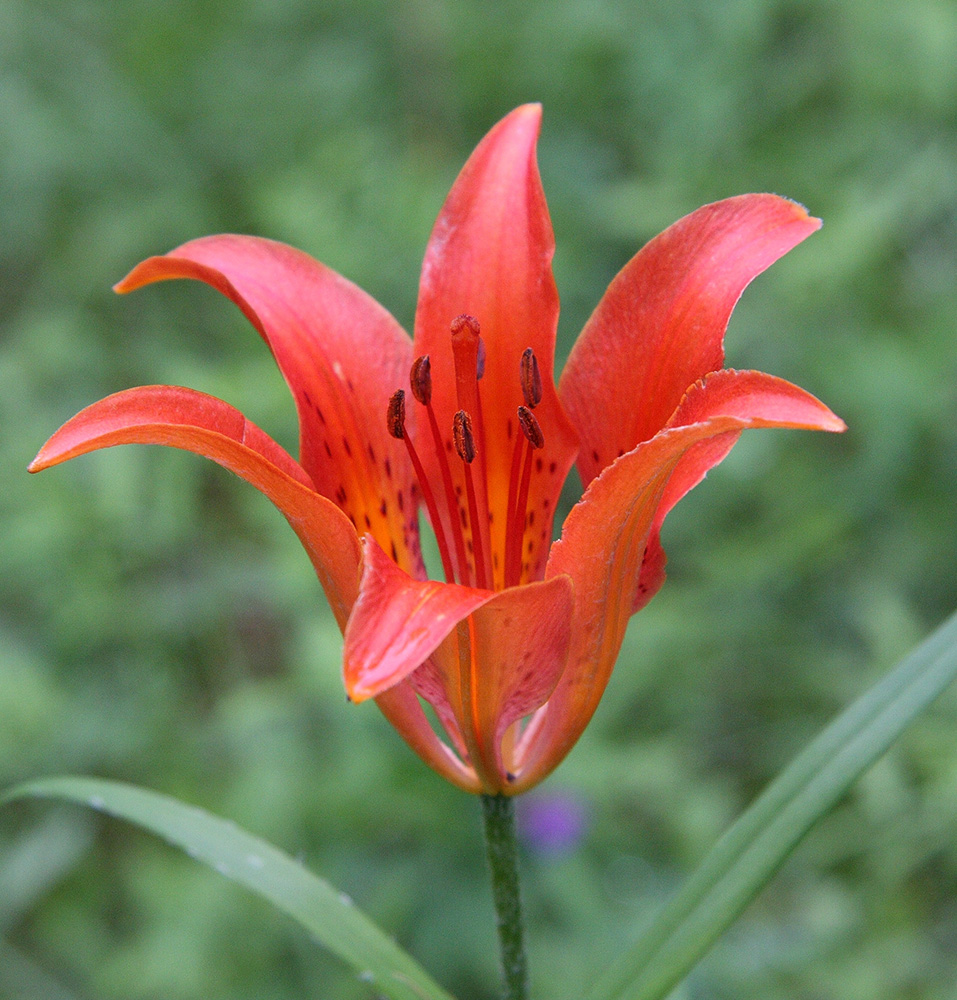 Image of Lilium pensylvanicum specimen.