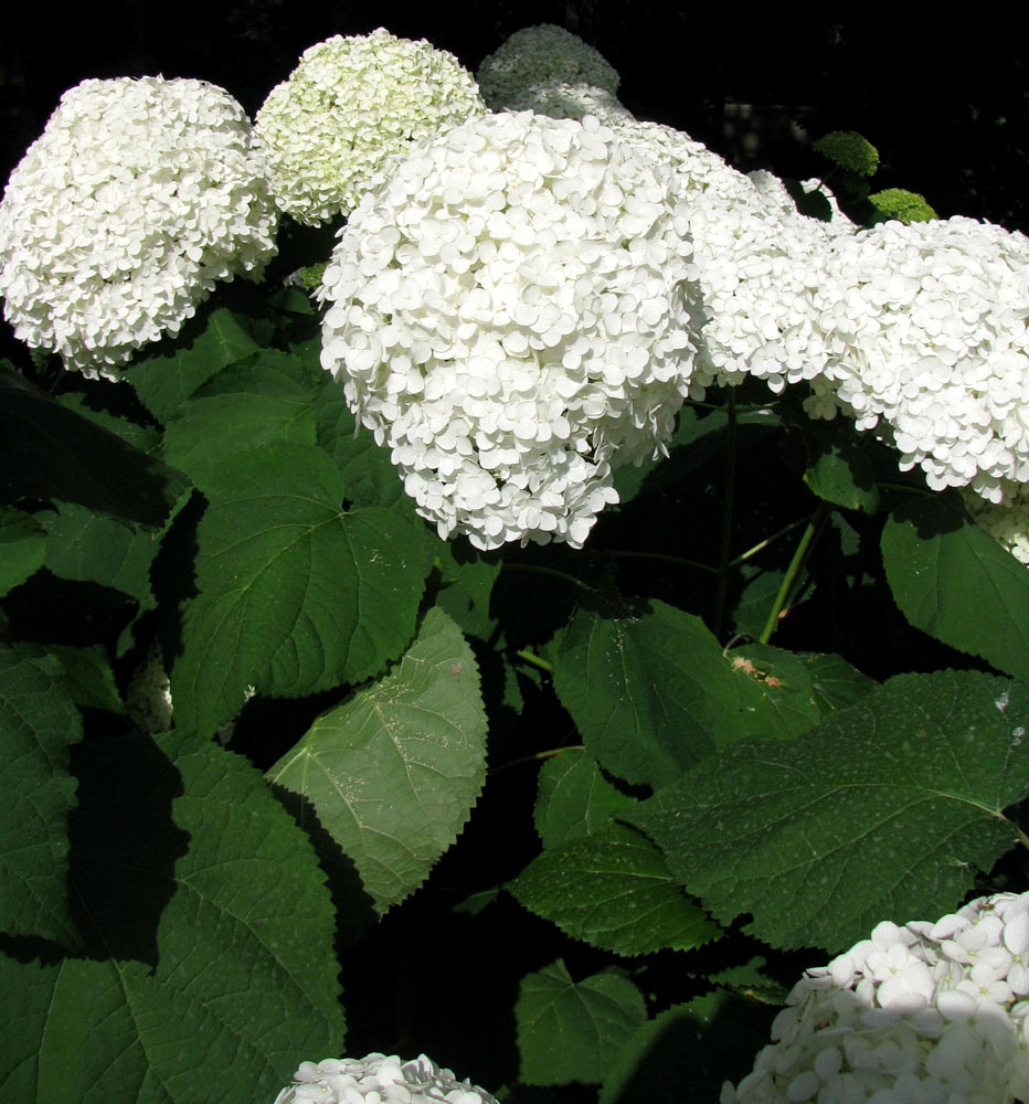 Image of Hydrangea arborescens specimen.