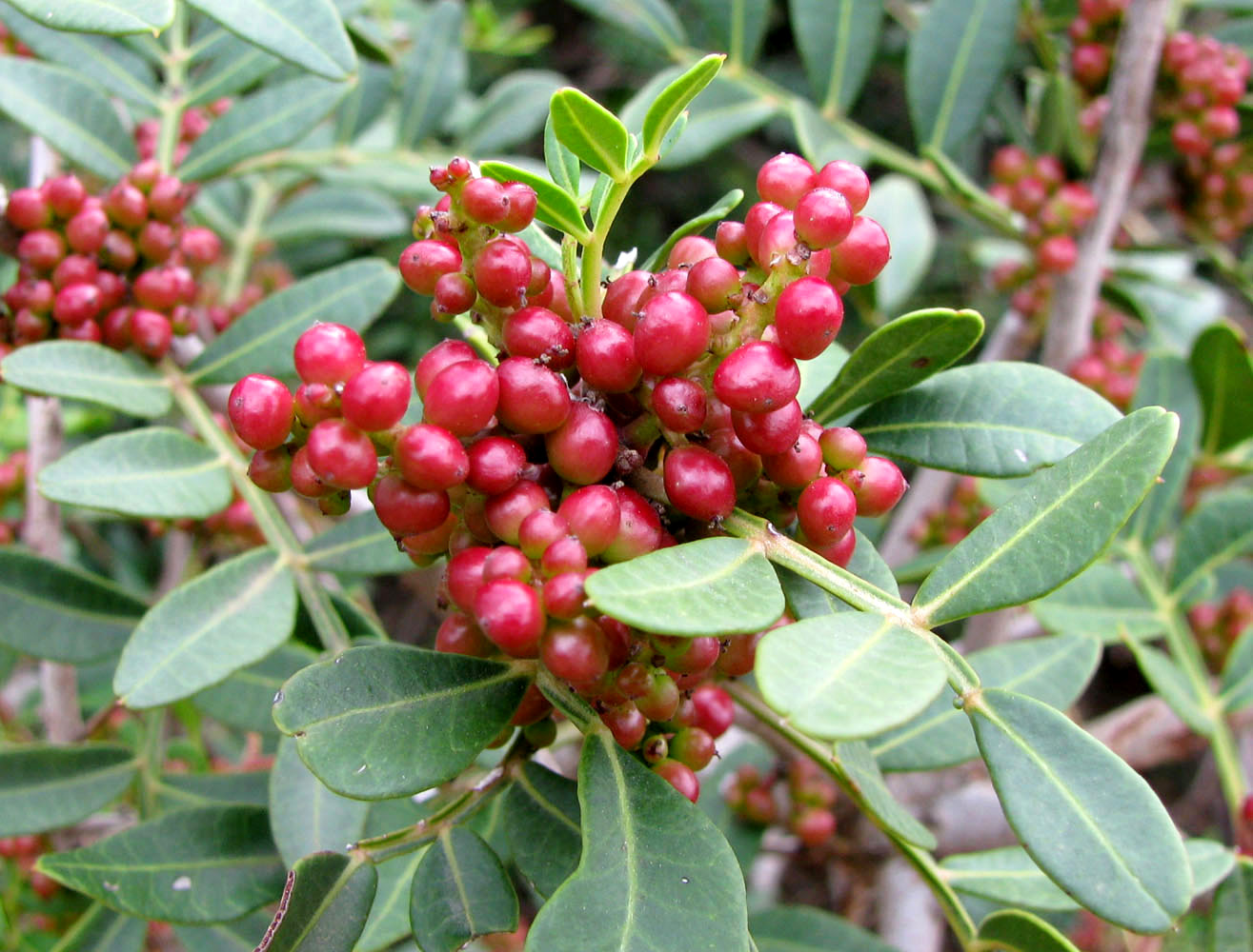 Image of Pistacia lentiscus specimen.