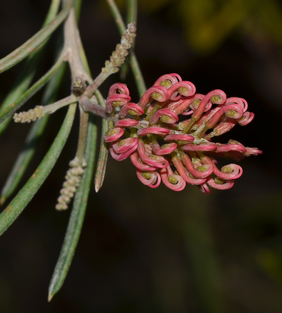 Image of genus Grevillea specimen.