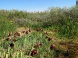 Iris atropurpurea