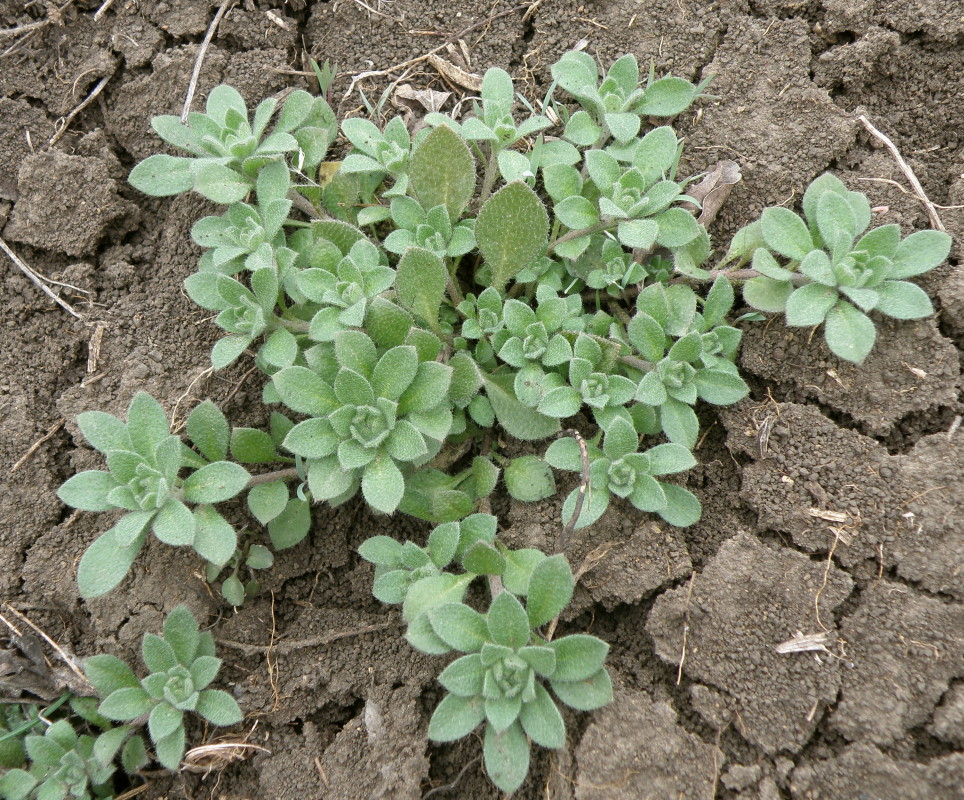 Image of Alyssum hirsutum specimen.