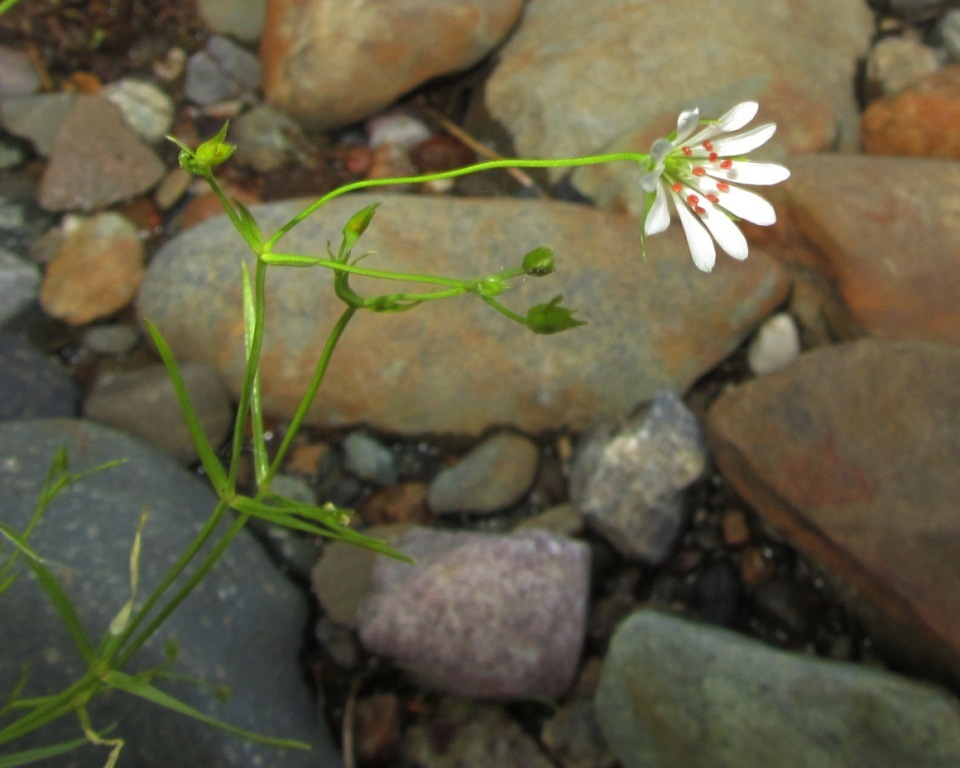 Изображение особи Stellaria graminea.