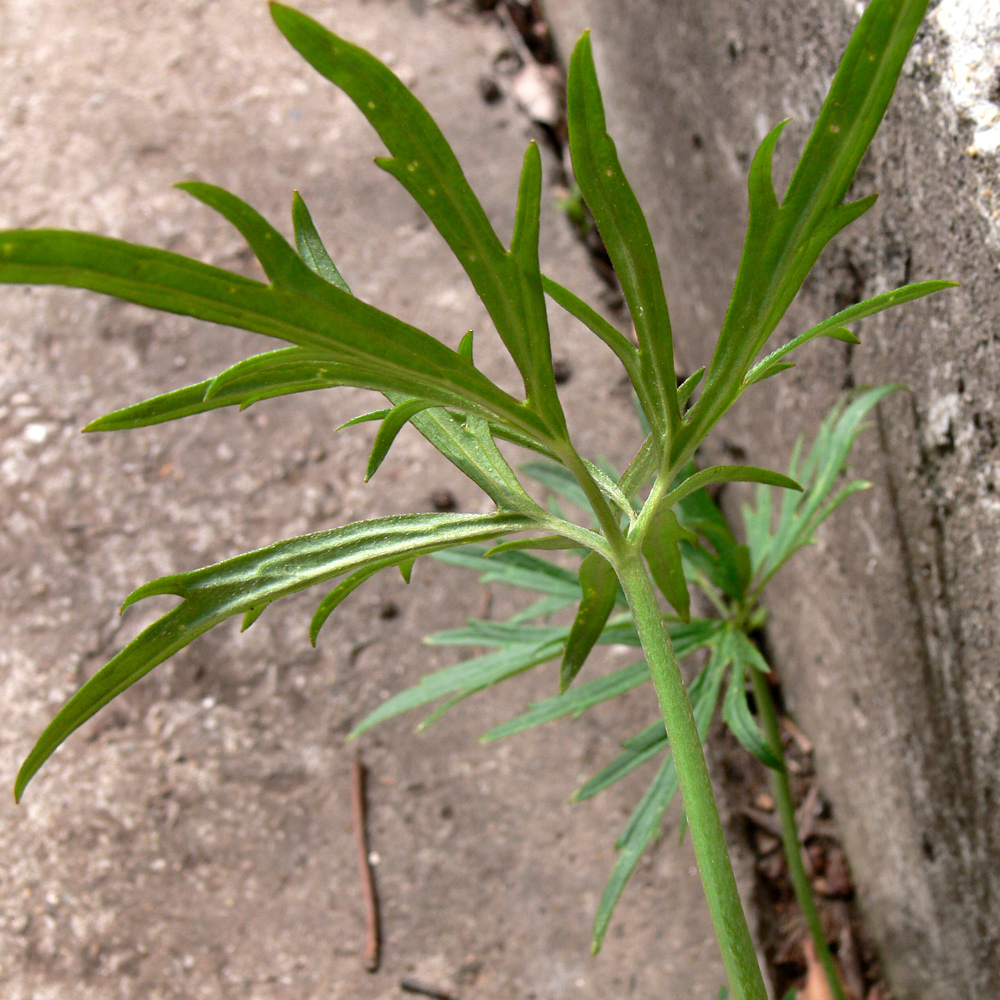 Image of Ranunculus polyanthemos specimen.