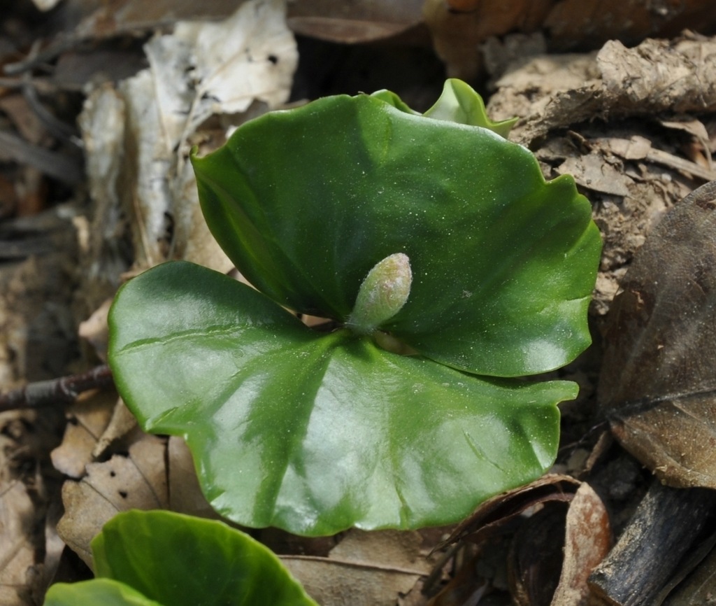 Image of Fagus sylvatica specimen.