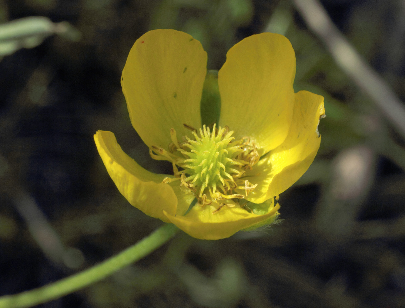 Изображение особи Ranunculus czimganicus.