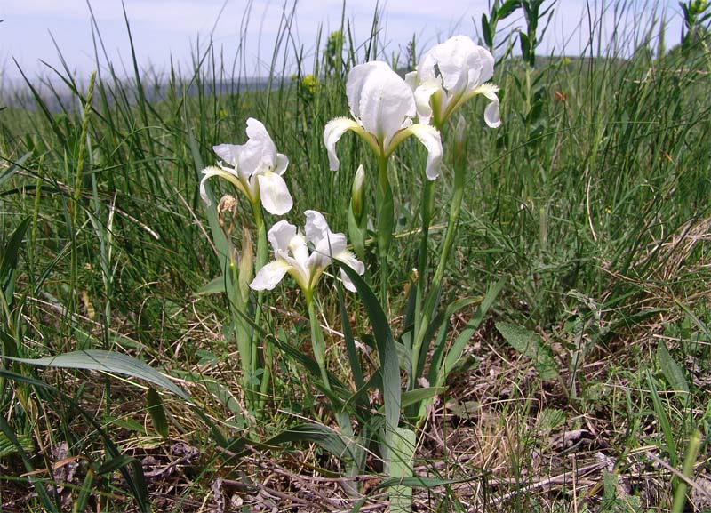 Изображение особи Iris aphylla.