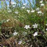 Minuartia leiosperma