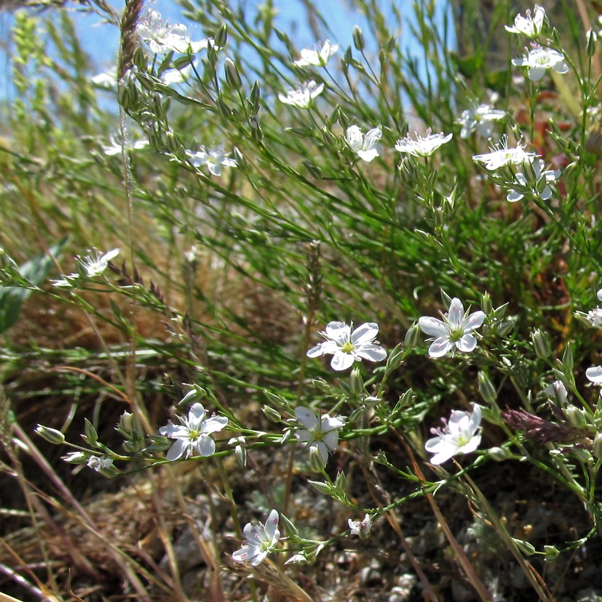 Image of Minuartia leiosperma specimen.