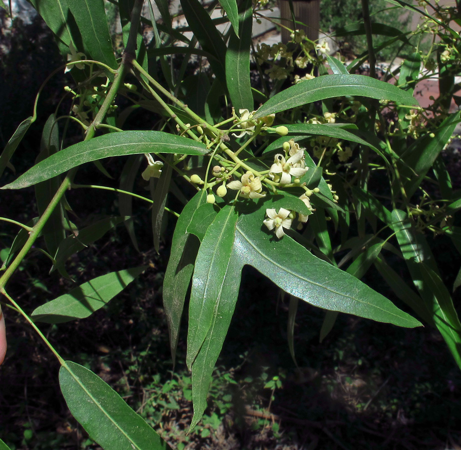 Image of Brachychiton rupestris specimen.