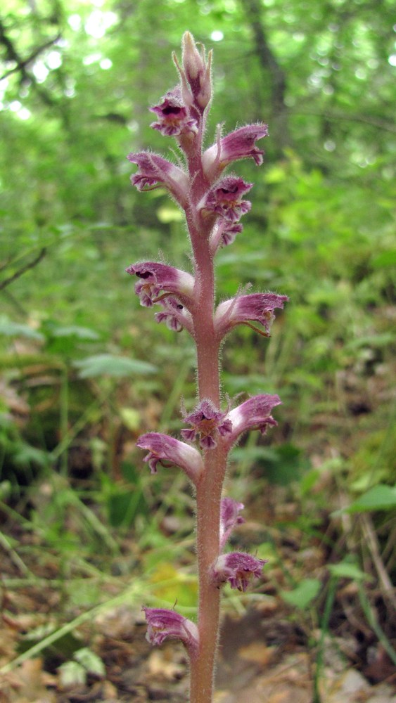 Image of Orobanche pubescens specimen.