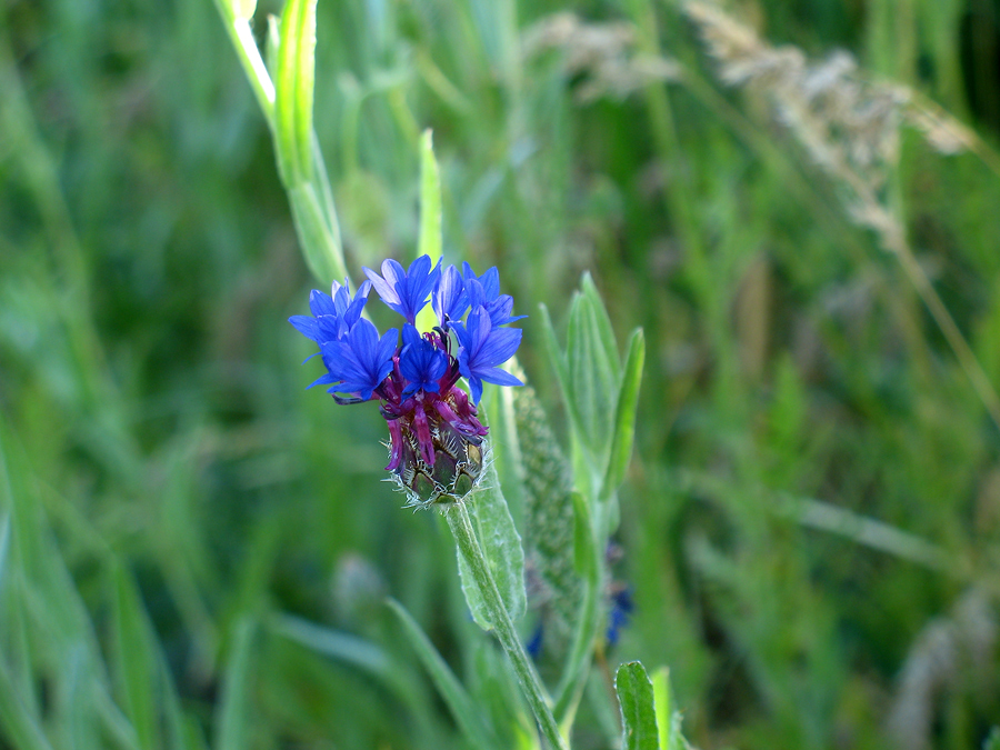 Image of Centaurea depressa specimen.