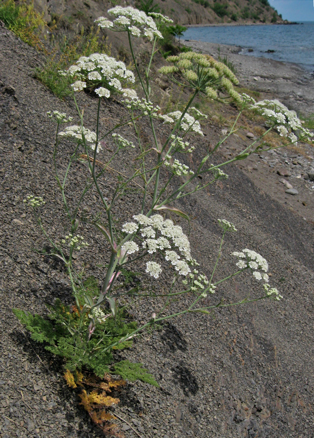 Image of Astrodaucus littoralis specimen.