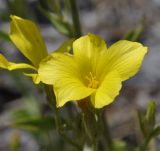 Linum подвид albanicum