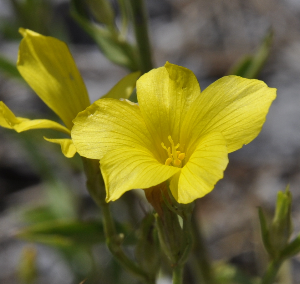 Изображение особи Linum flavum ssp. albanicum.