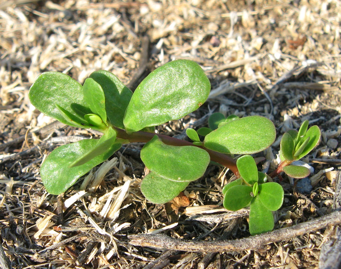 Изображение особи Portulaca oleracea.