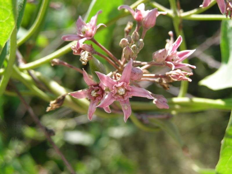 Image of Cynanchum acutum specimen.