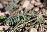 Astragalus